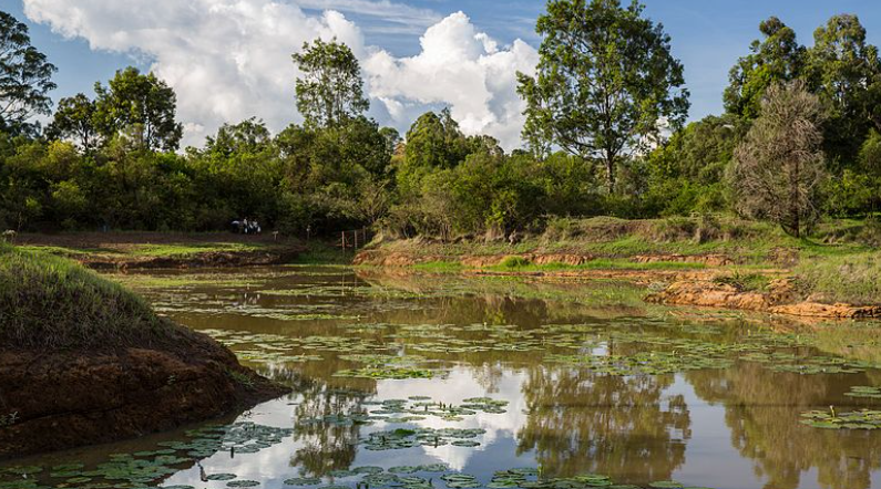 File Image of Karura Forest.